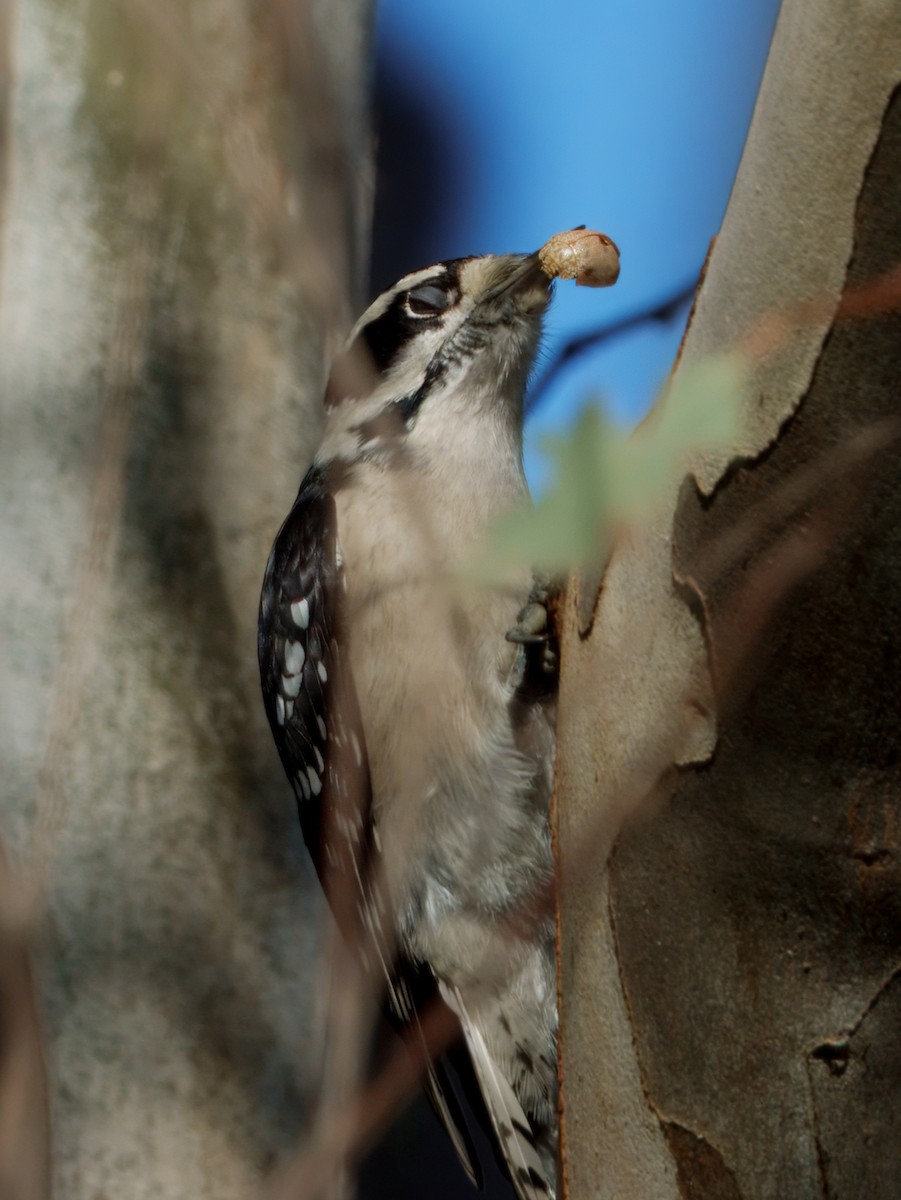 Downy Woodpecker - ML646015878