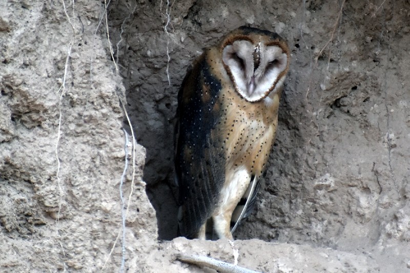 American Barn Owl - ML646015879
