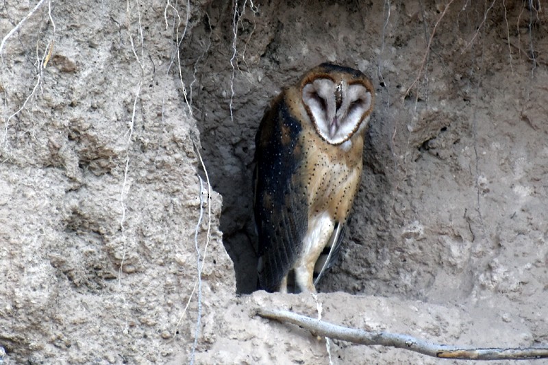 American Barn Owl - ML646015880