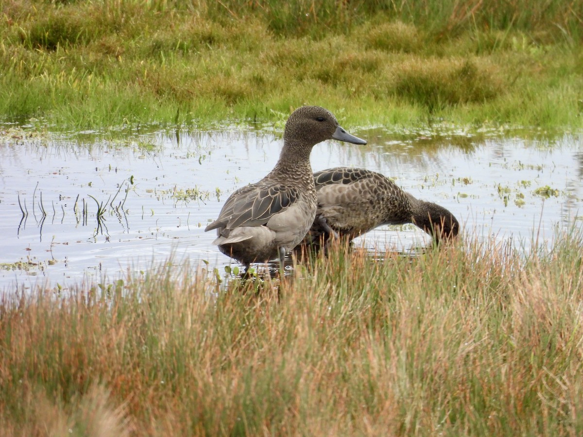 Andean Teal - ML646015881