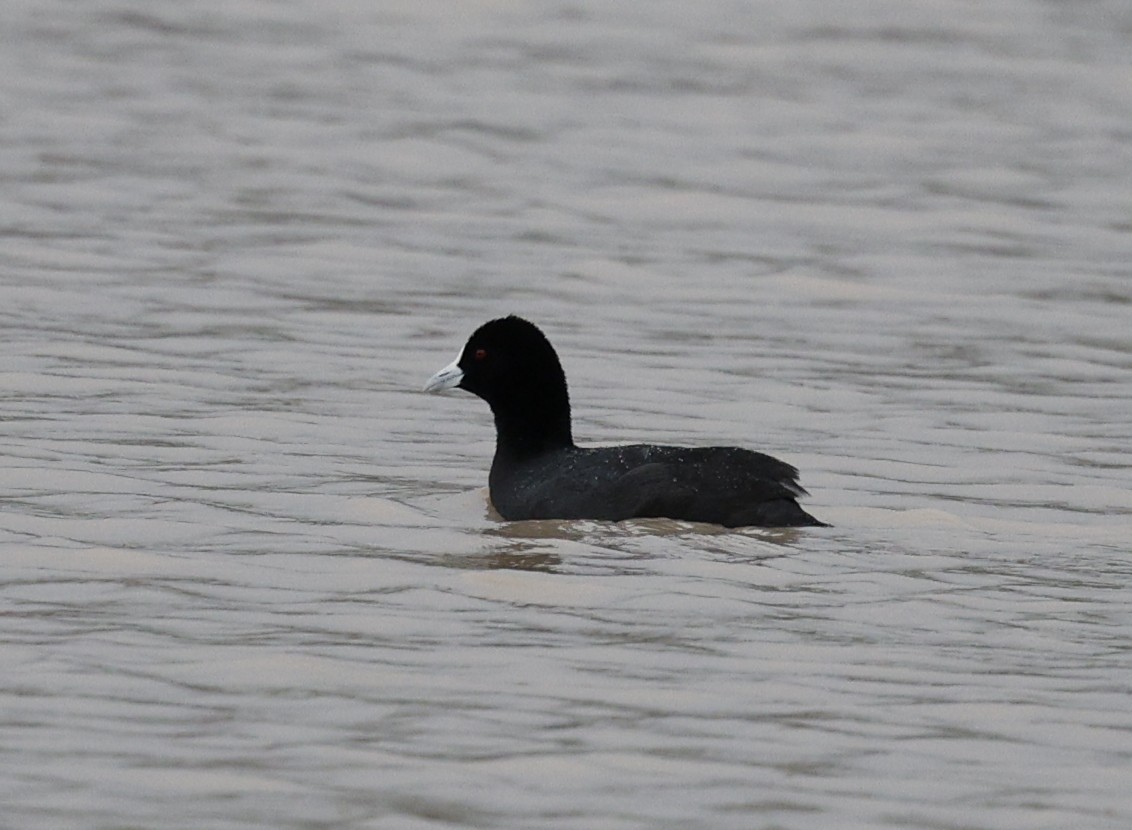 Eurasian Coot - ML646015882