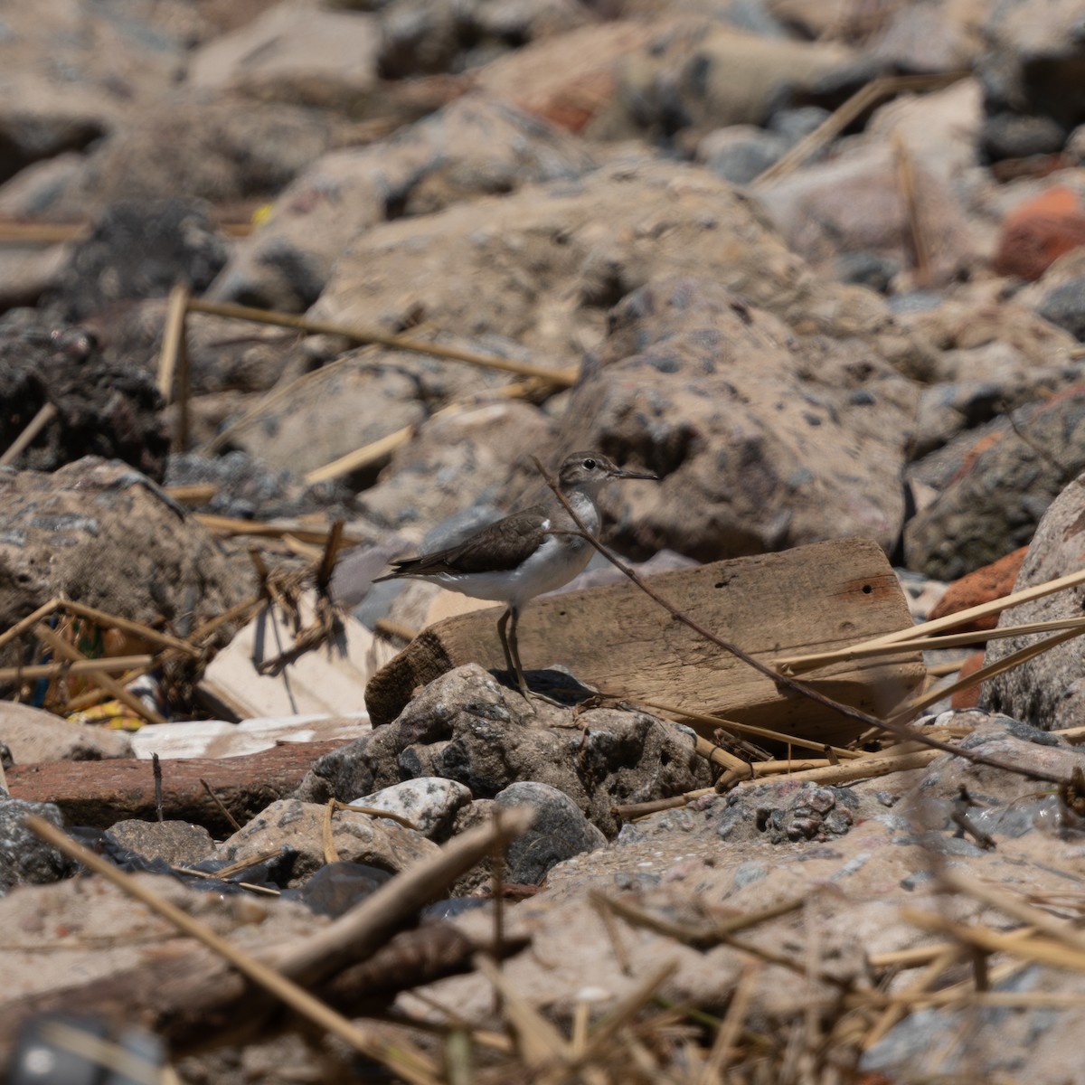 Spotted Sandpiper - ML646015884