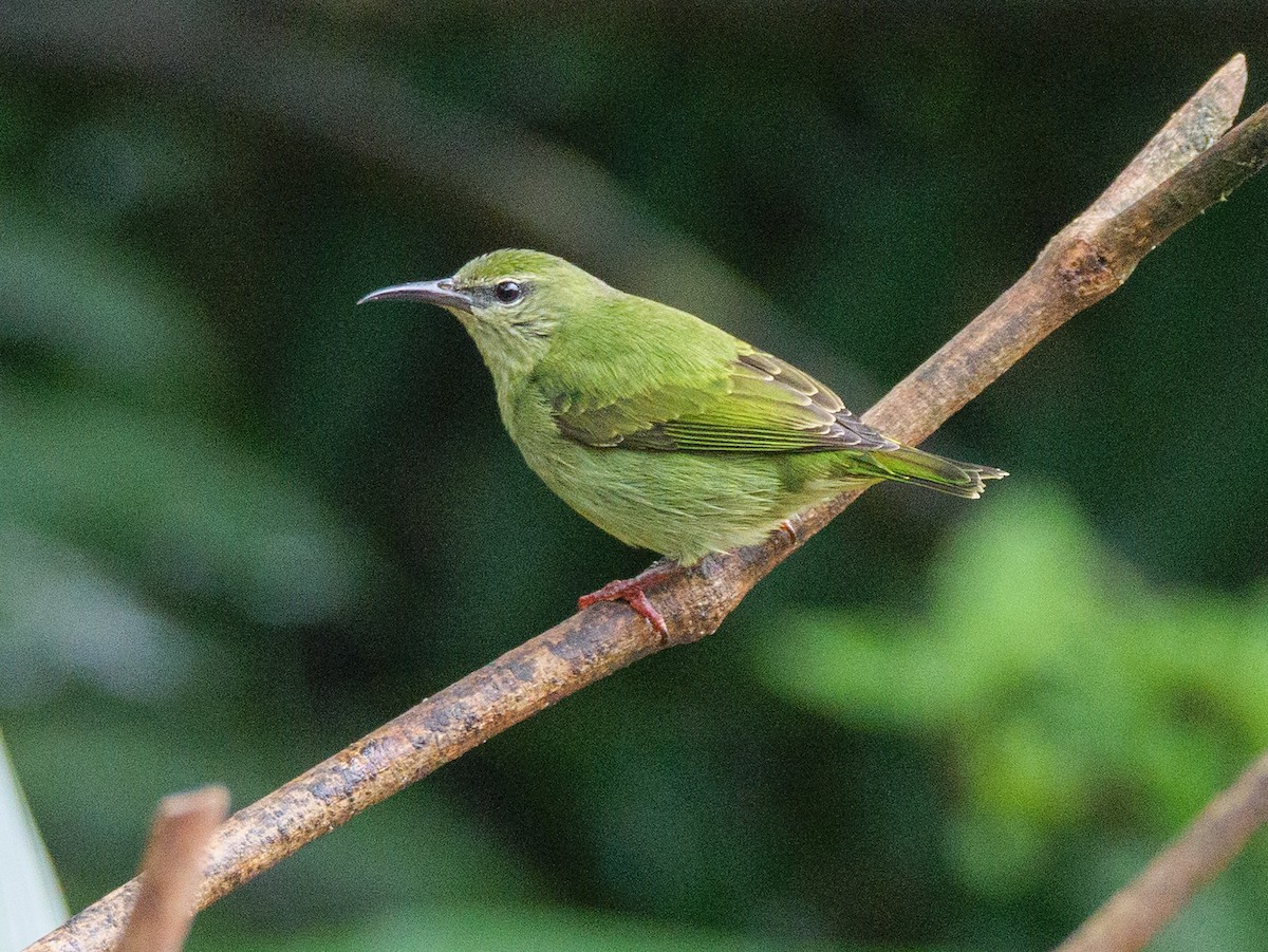 Red-legged Honeycreeper - ML646015901