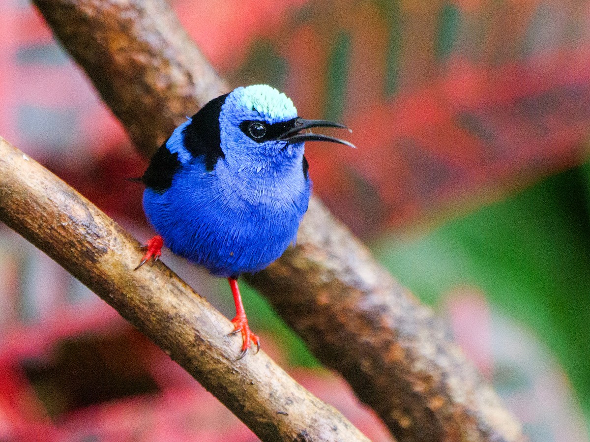 Red-legged Honeycreeper - ML646015902
