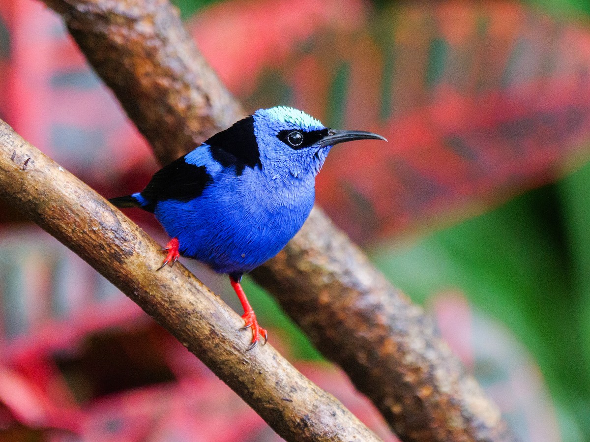 Red-legged Honeycreeper - ML646015903
