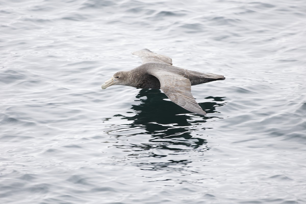 Southern Giant-Petrel - ML646015904