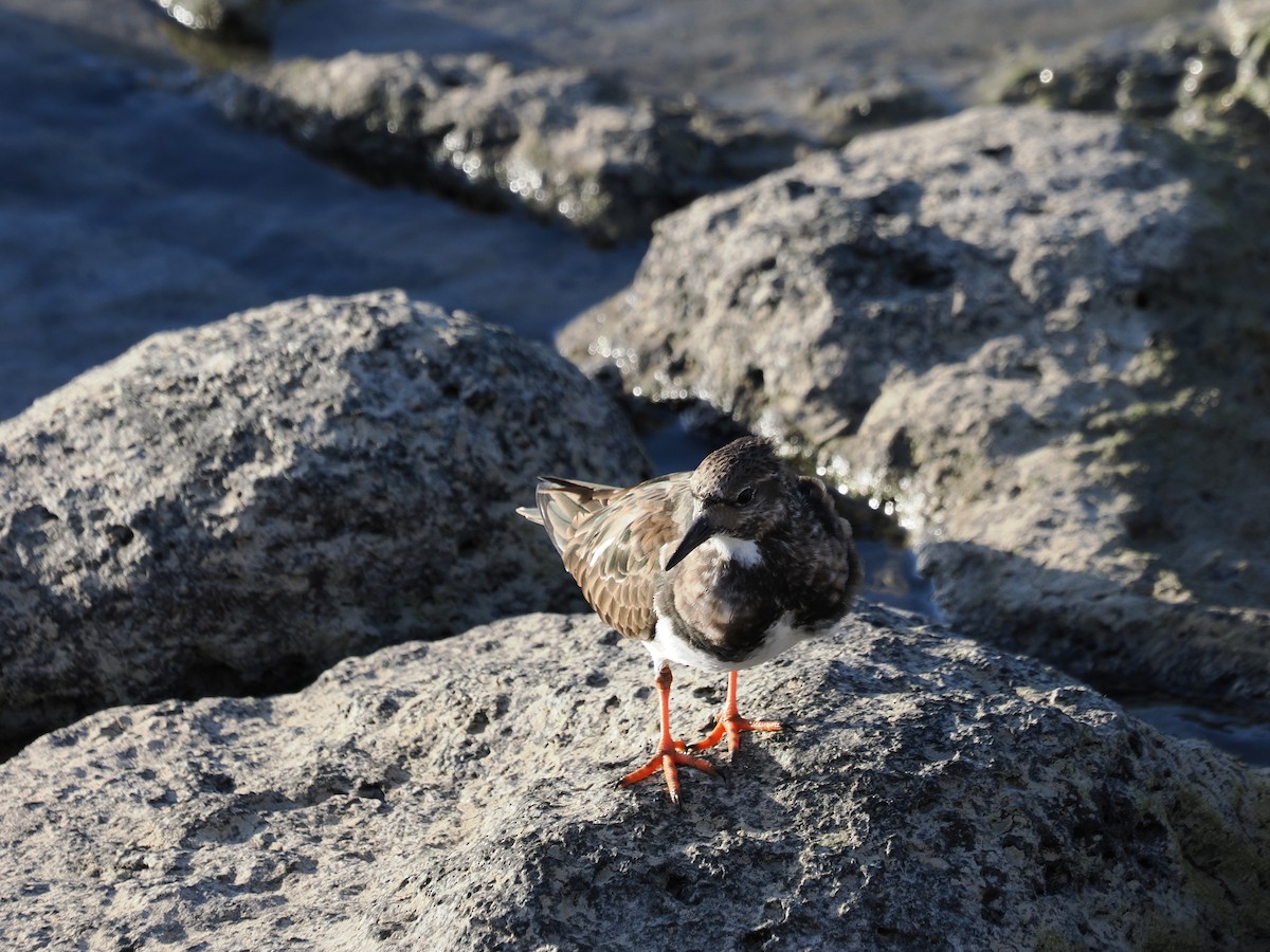 Ruddy Turnstone - ML646015909