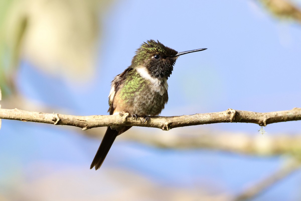 Purple-throated Woodstar - ML646015914