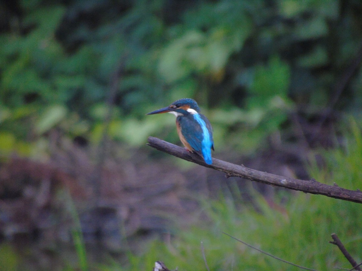 ledňáček říční - ML646015915