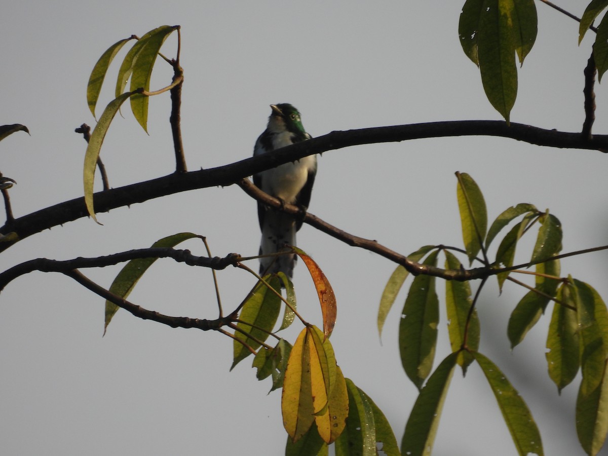 Klaas's Cuckoo - ML646015918