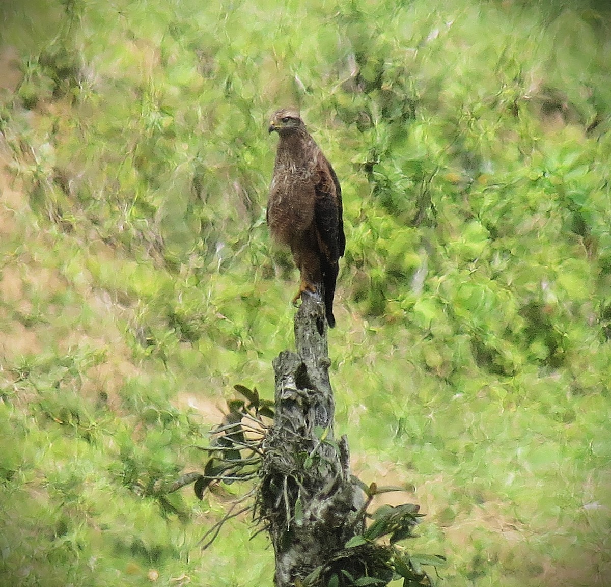 Саванный крабоед - ML646015922