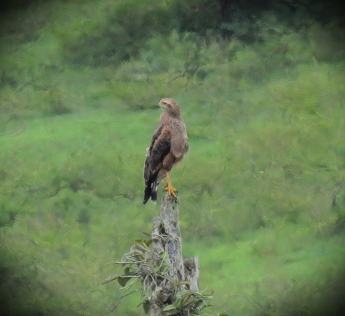 Саванный крабоед - ML646015923