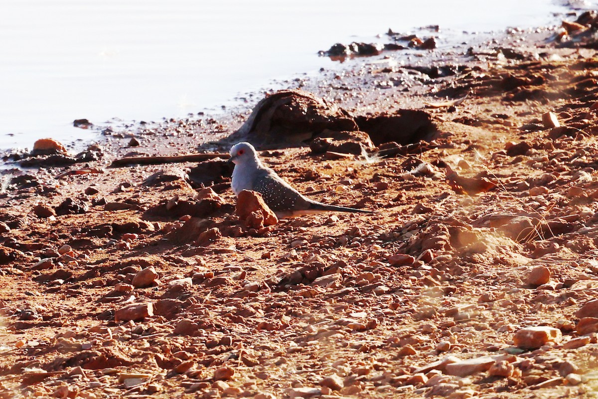 ウスユキバト - ML646015925