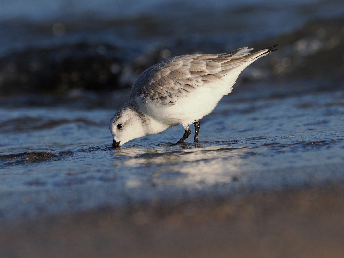 Txirri zuria - ML646015927