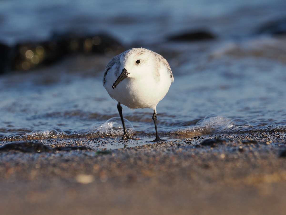 Txirri zuria - ML646015928