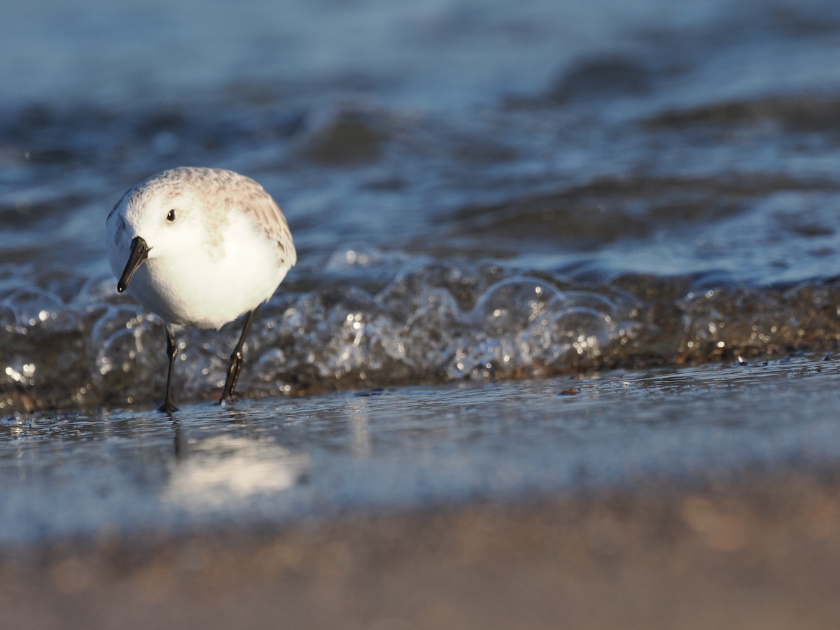 Txirri zuria - ML646015931