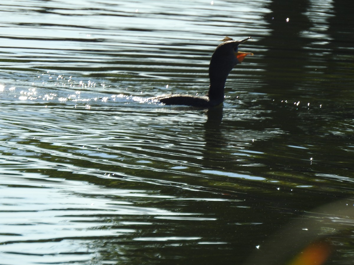 Double-crested Cormorant - ML646015932