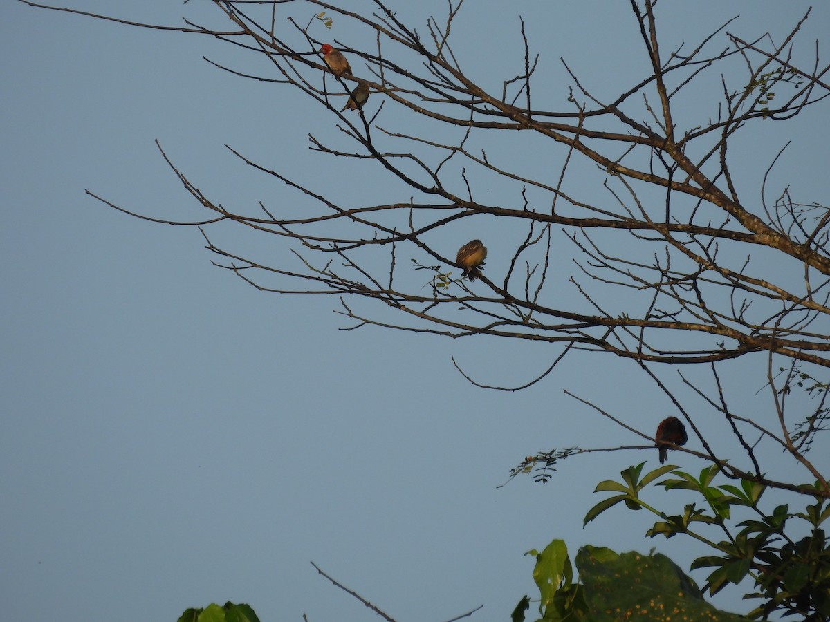 Red-headed Quelea - ML646015934