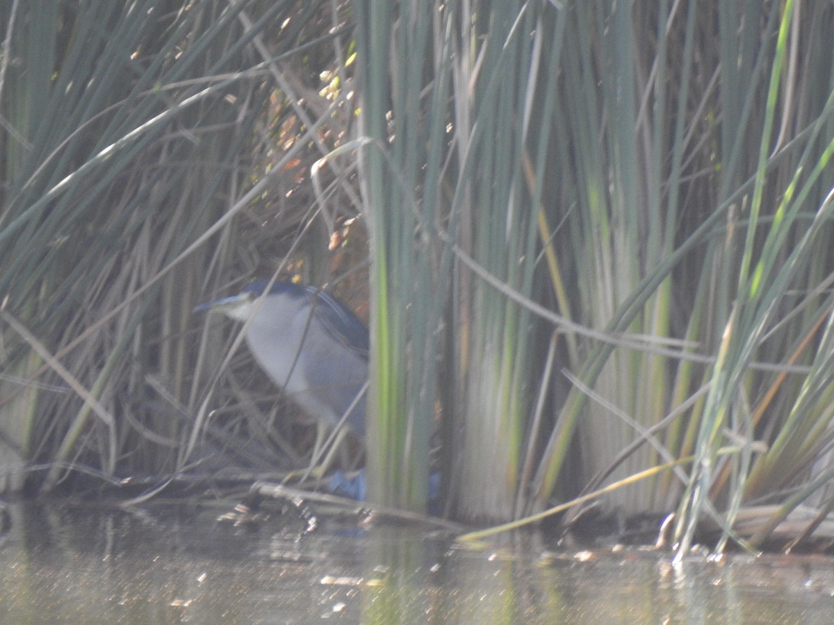Black-crowned Night Heron - ML646015943