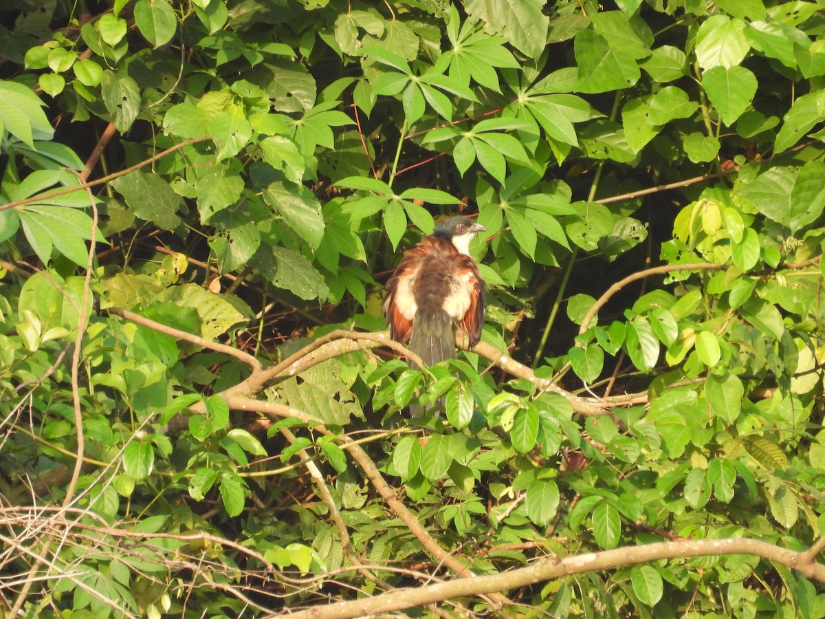 Senegal Coucal - ML646015945