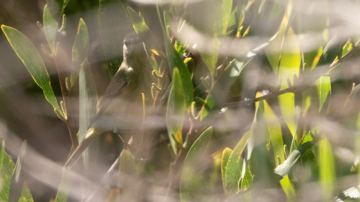 Orange-crowned Warbler - ML646015950