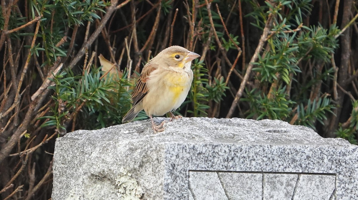 Dickcissel - ML646015957