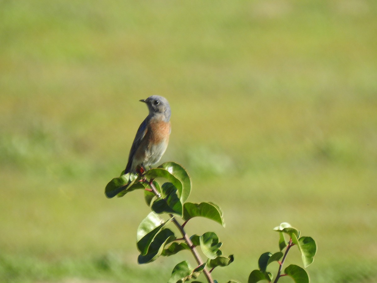Western Bluebird - ML646015959