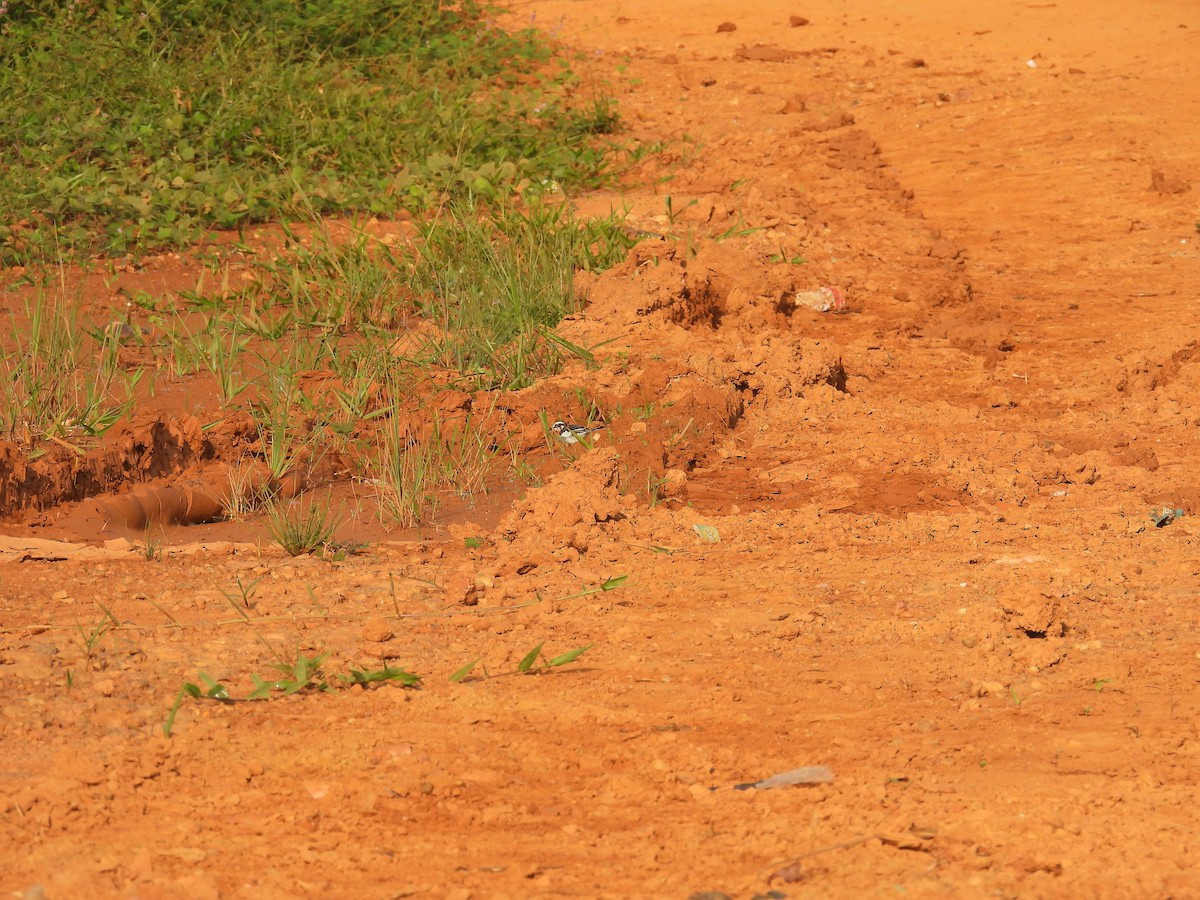 African Pied Wagtail - ML646015960