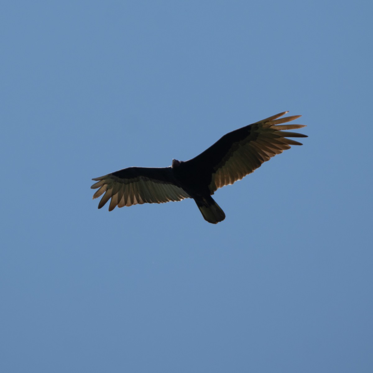 Turkey Vulture - ML646015967