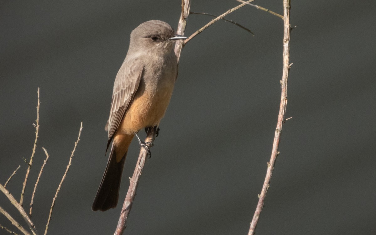 Say's Phoebe - ML646015968
