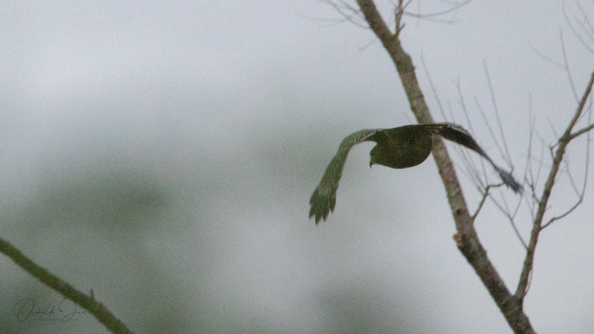 Red-shouldered Hawk (lineatus Group) - ML646015970