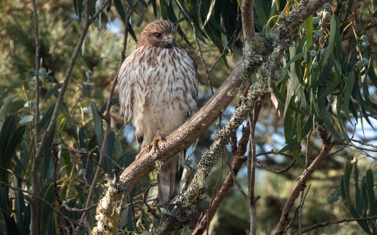 Red-shouldered Hawk - ML646015971