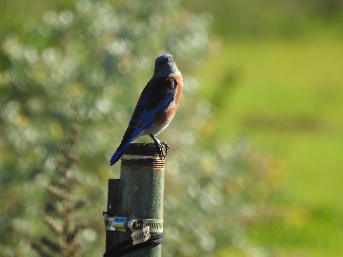 Western Bluebird - ML646015972