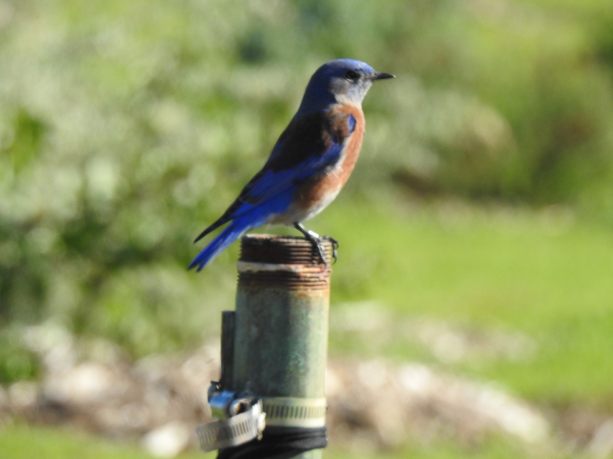 Western Bluebird - ML646015976