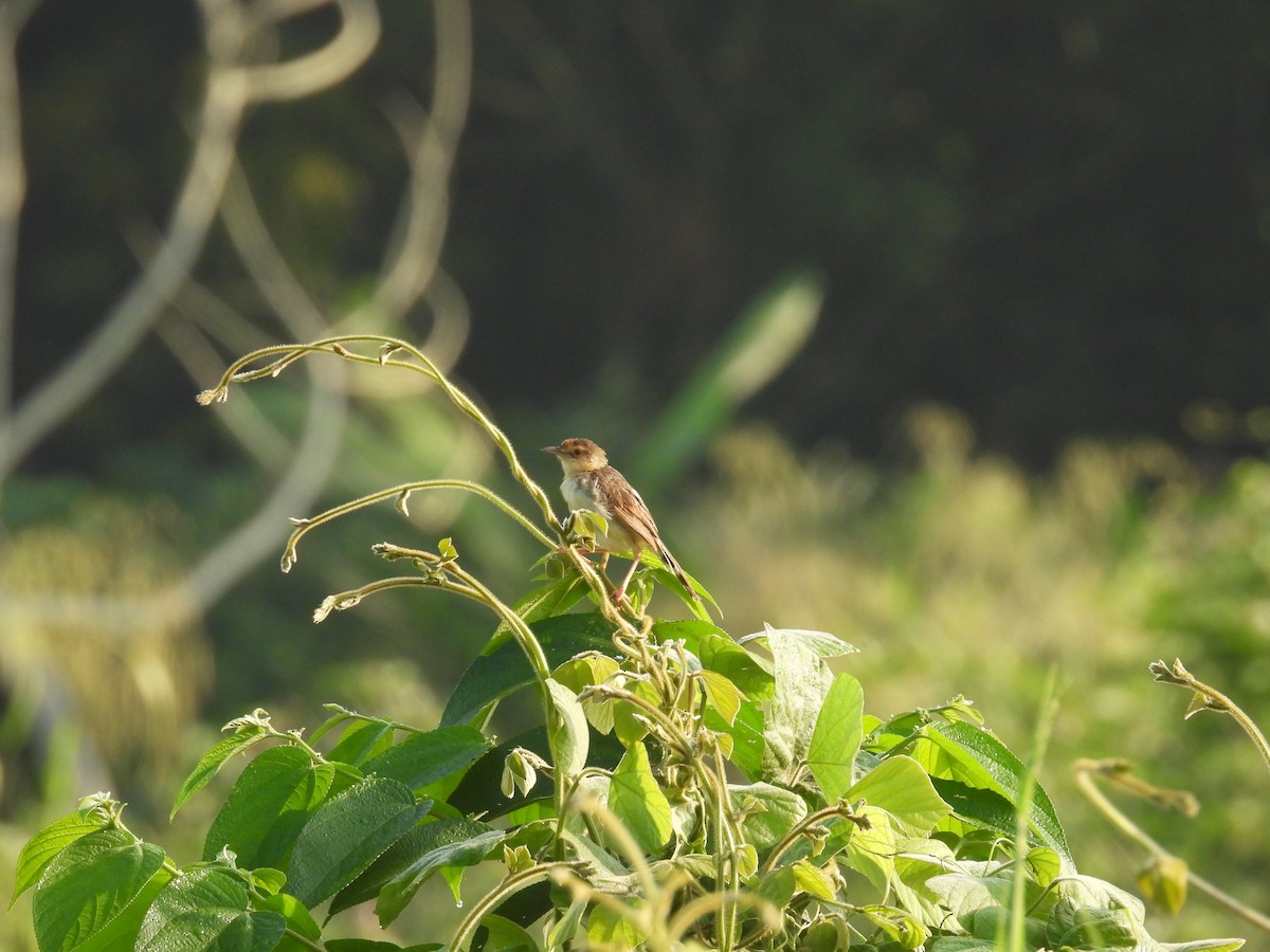 Winding Cisticola - ML646015992