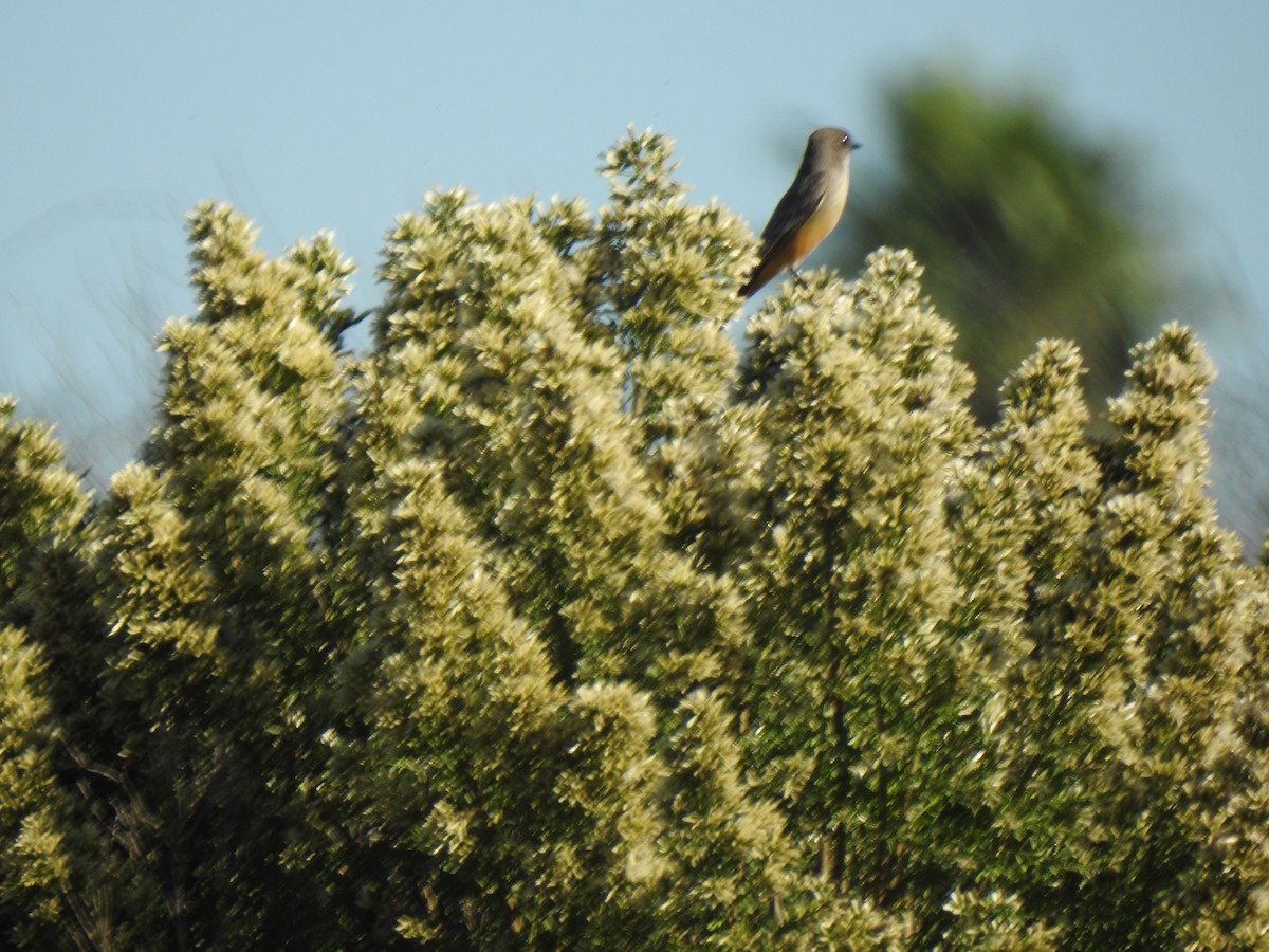 Say's Phoebe - ML646015994