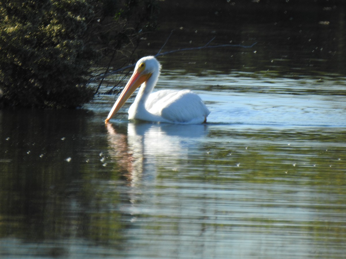 Pelícano Norteamericano - ML646015996