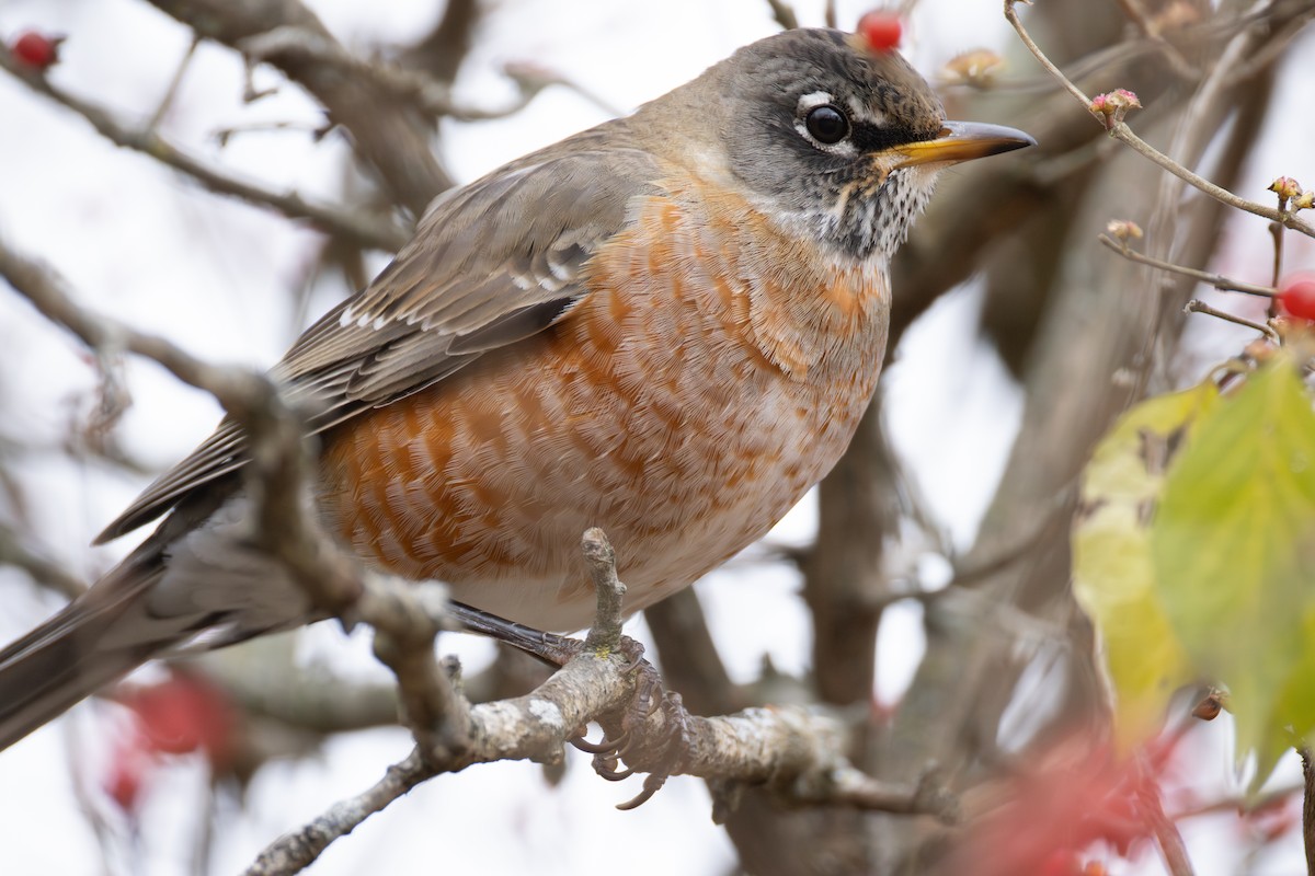 コマツグミ - ML646015999