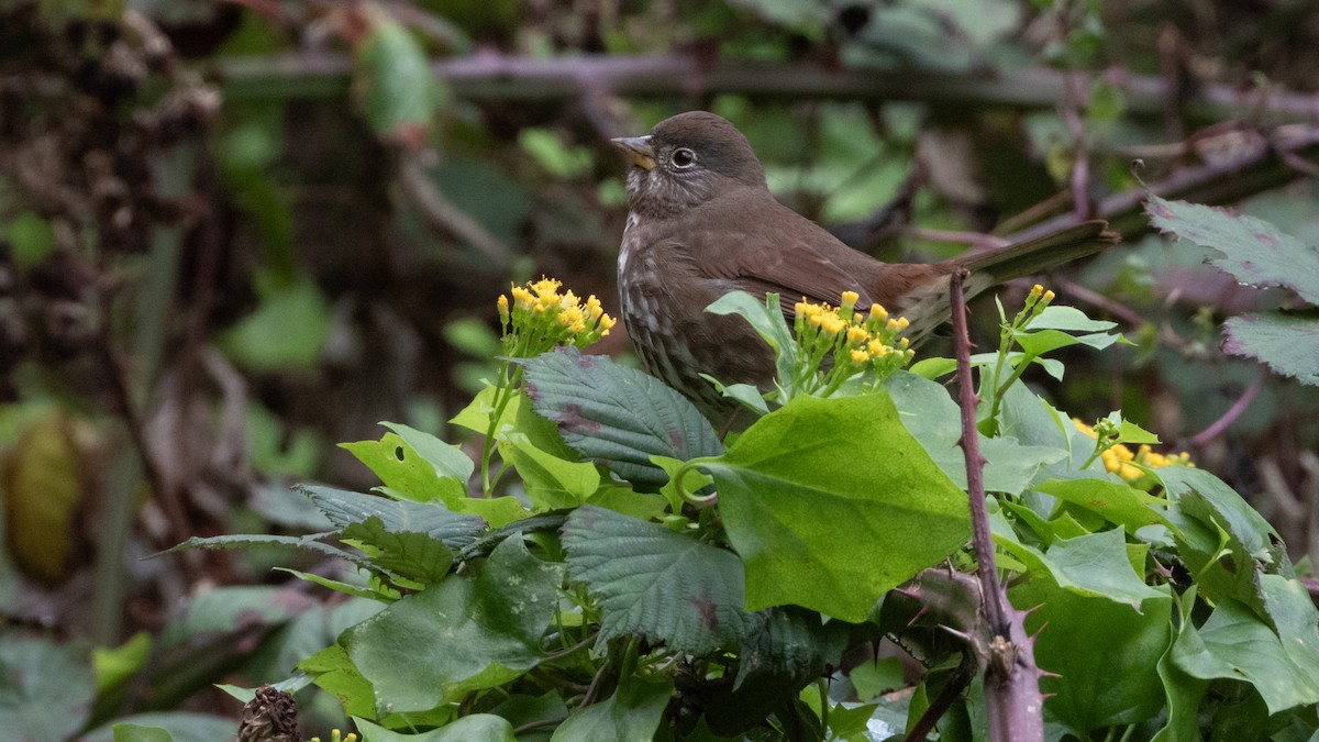 Fox Sparrow (Sooty) - ML646016005