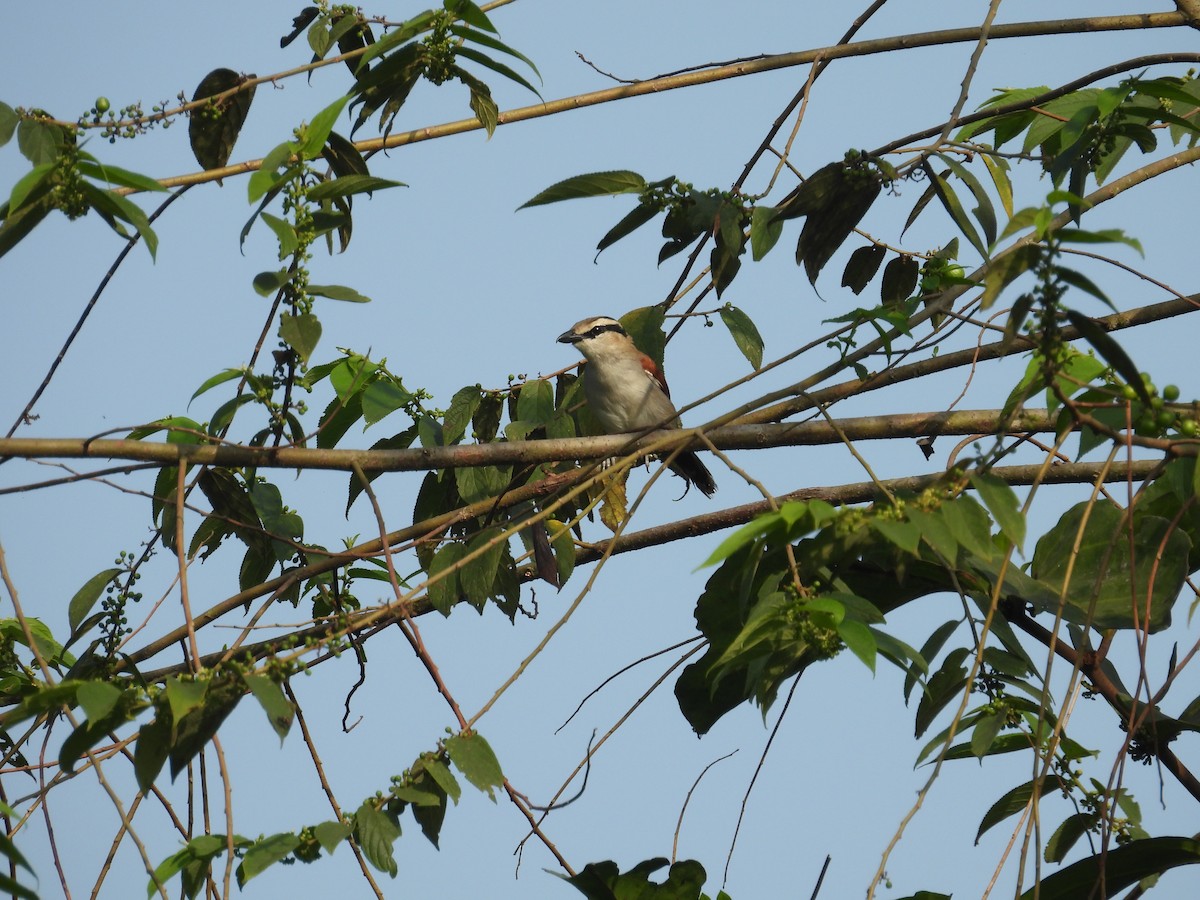 Brown-crowned Tchagra - ML646016008
