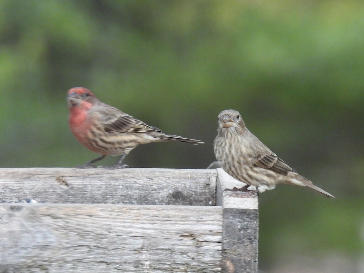 husrosenfink - ML646016017