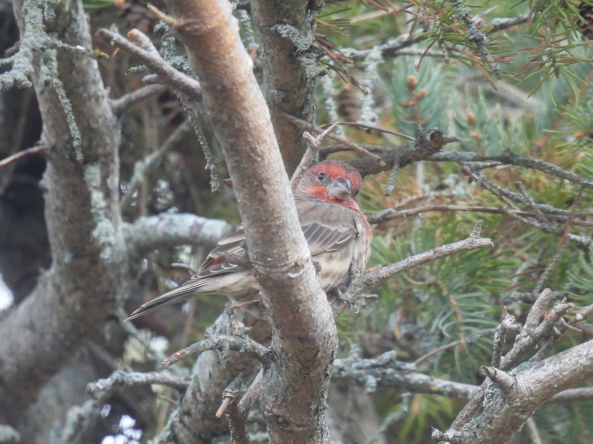 husrosenfink - ML646016018