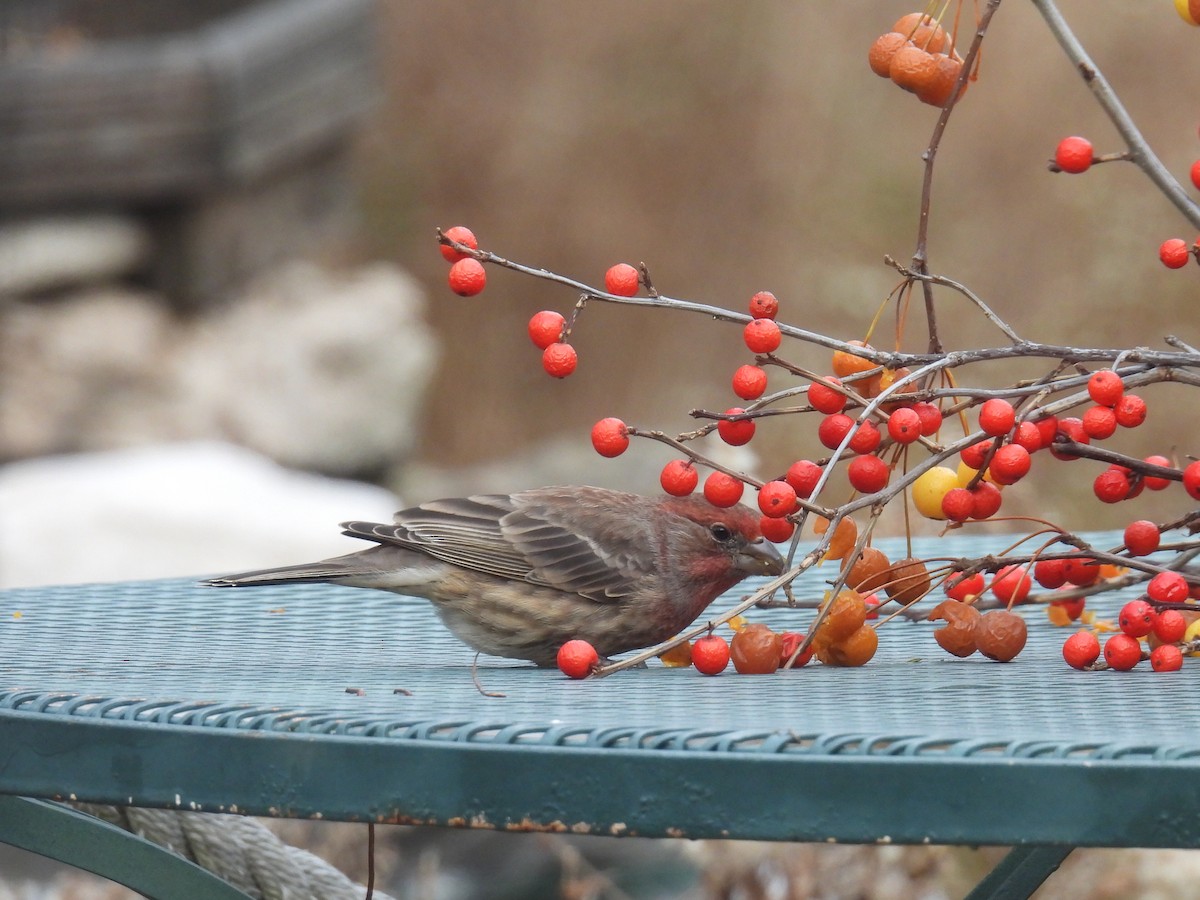 husrosenfink - ML646016019