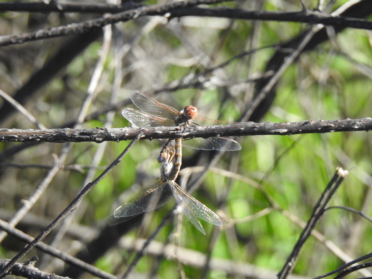 Animals - ML646016020