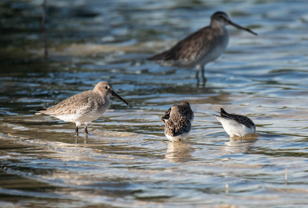 jespák obecný - ML646016028