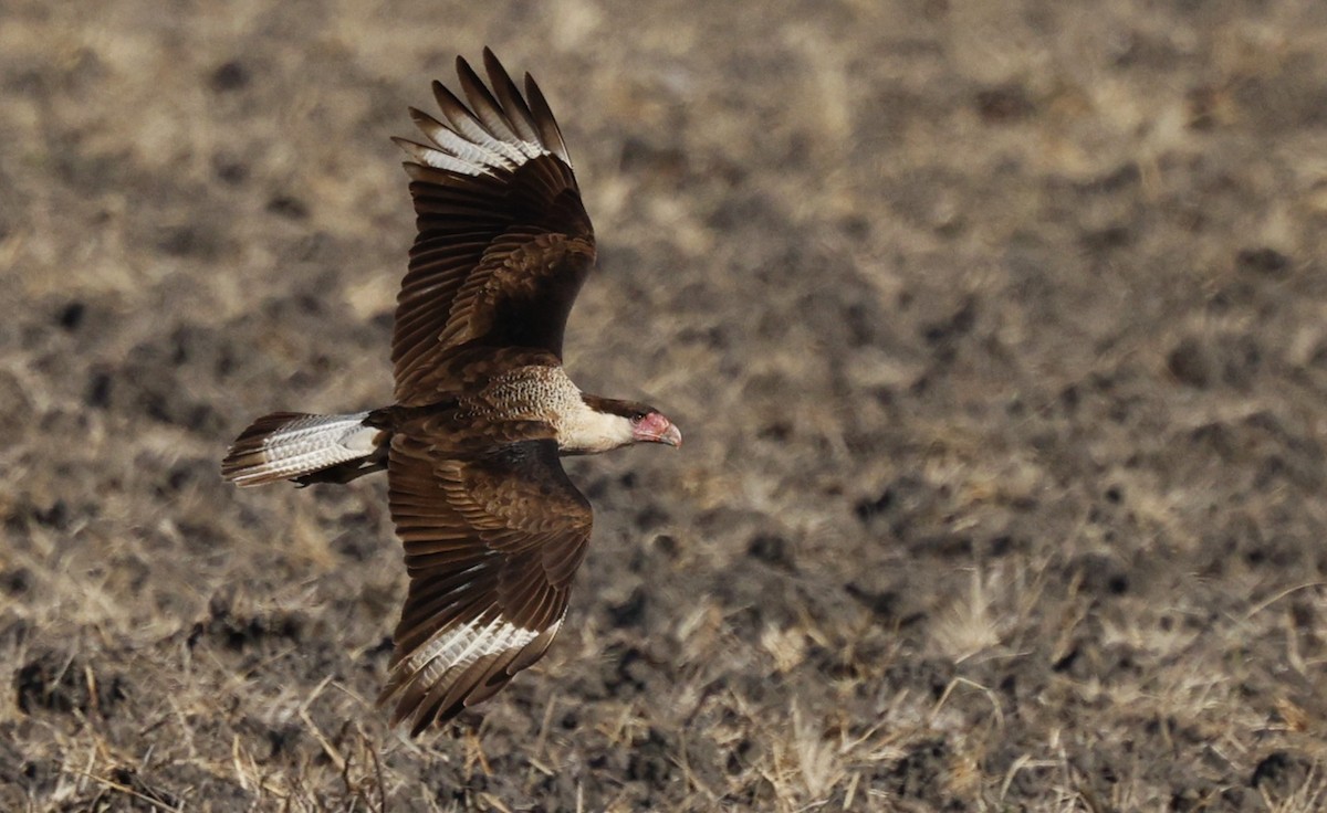 Crested Caracara - ML646016031
