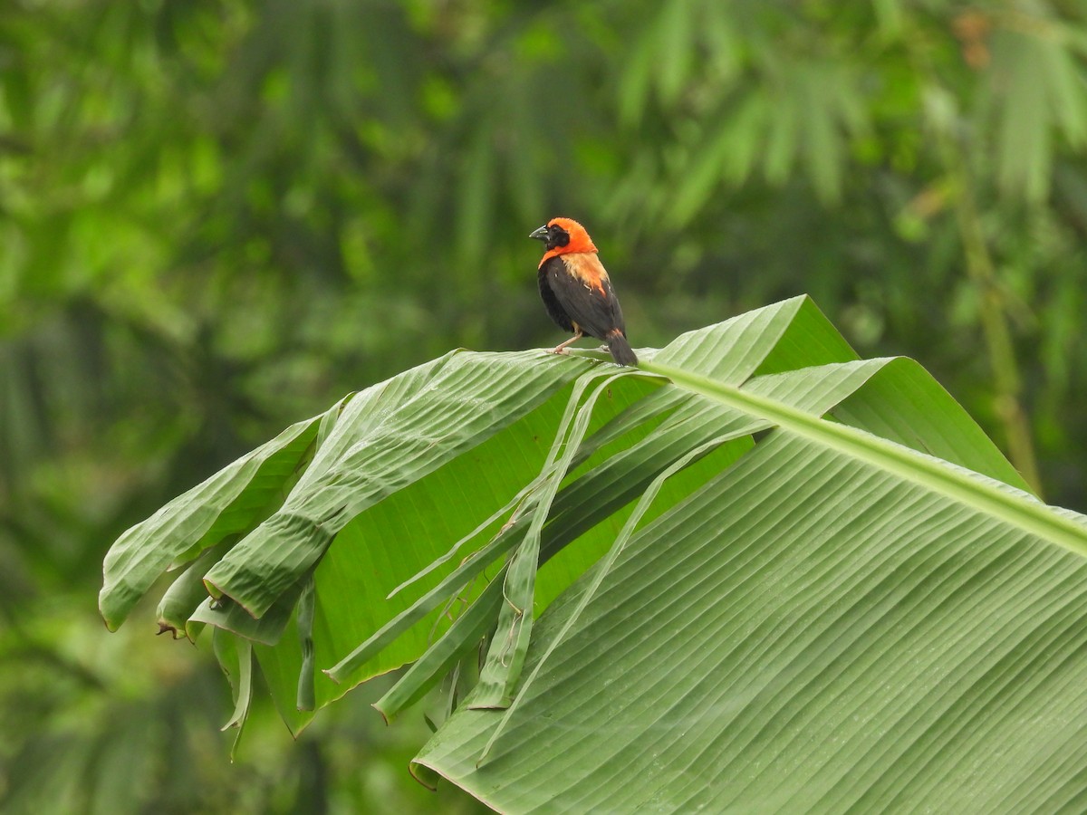 Black-winged Bishop - ML646016033