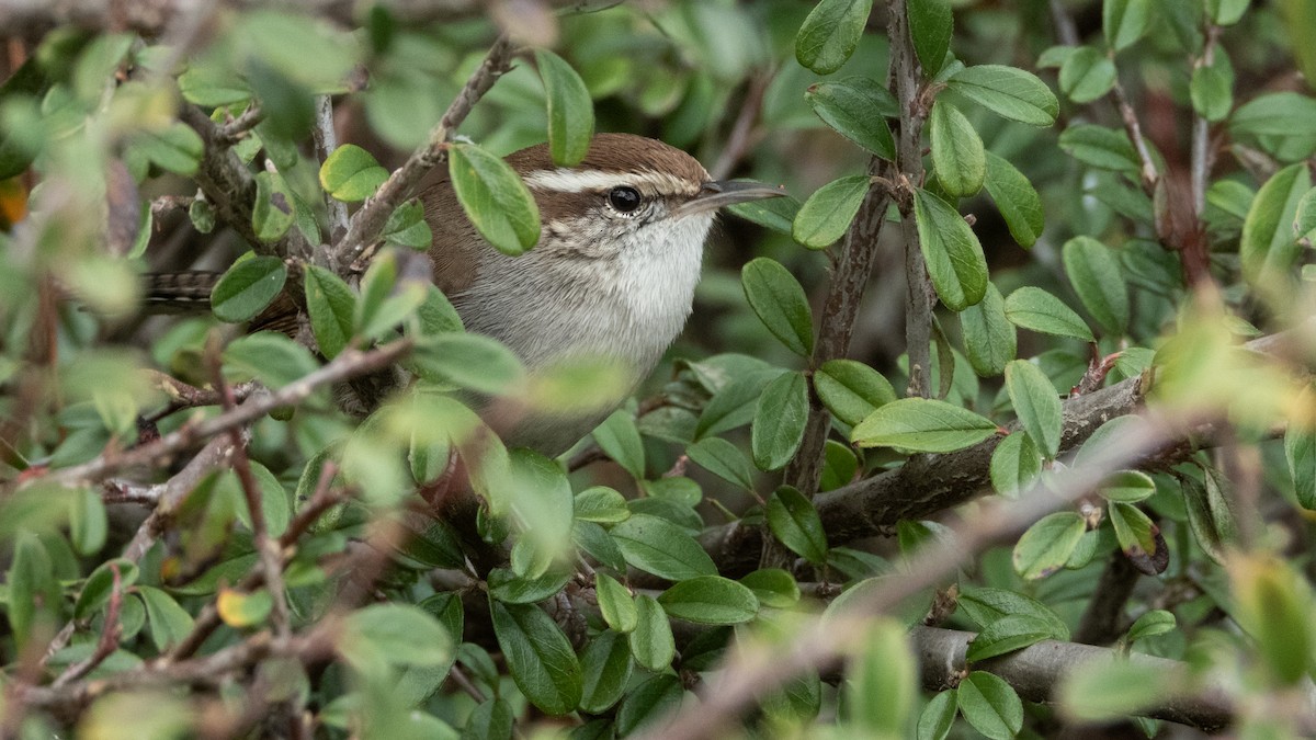 Bewick's Wren - ML646016036