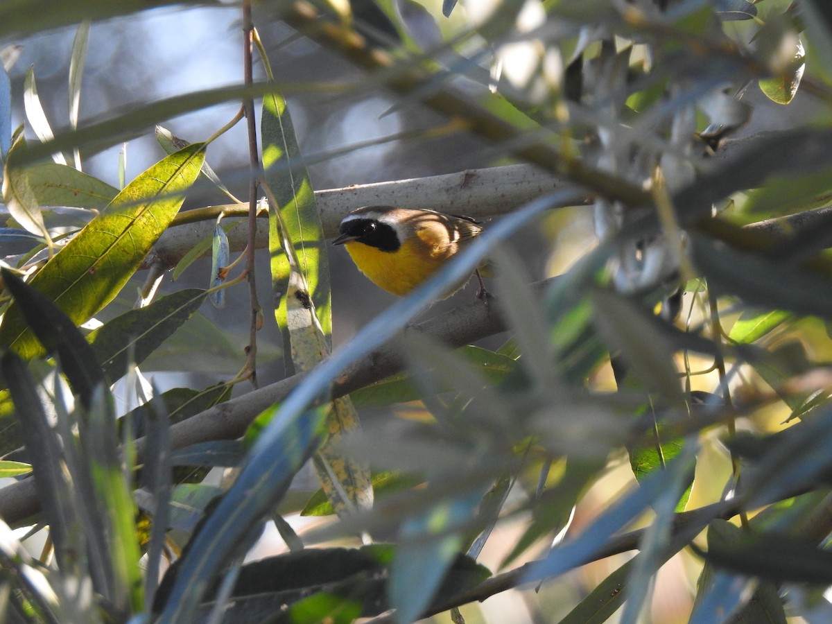 Common Yellowthroat - ML646016038