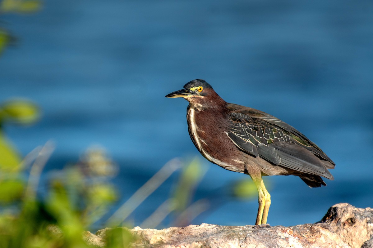 volavka zelenavá - ML646016039